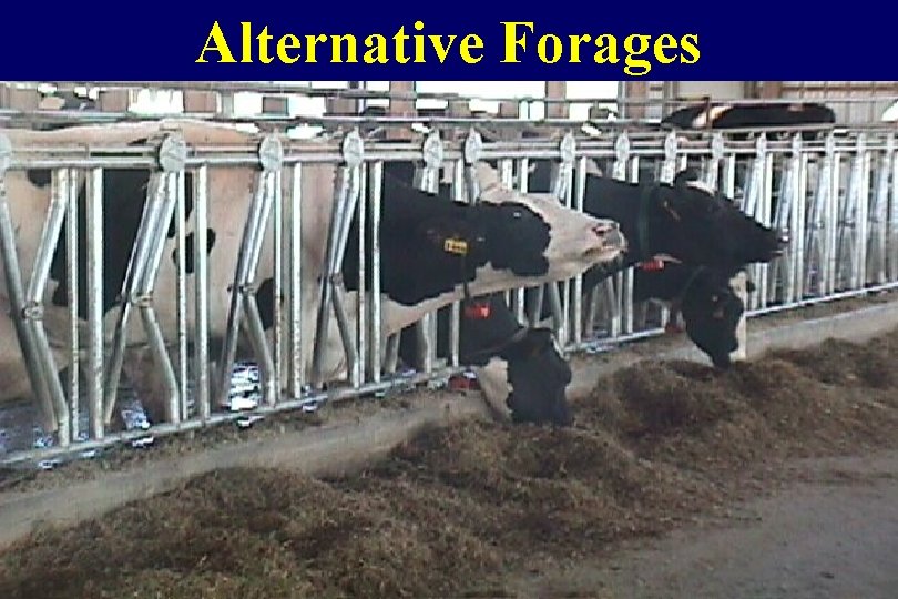 Alternative Forages 