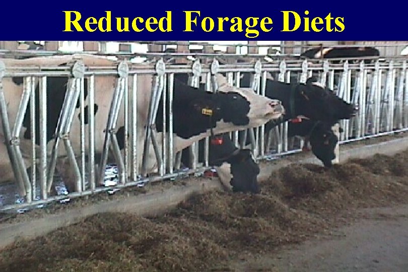 Reduced Forage Diets 