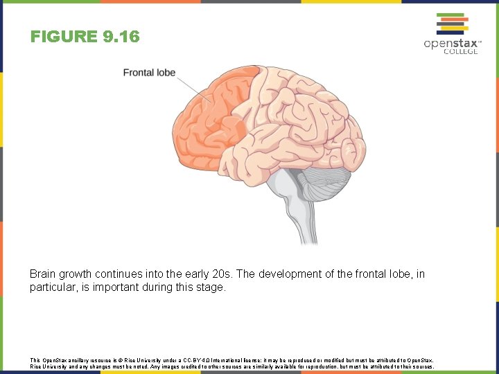 FIGURE 9. 16 Brain growth continues into the early 20 s. The development of FIGURE 9. 16 Brain growth continues into the early 20 s. The development of