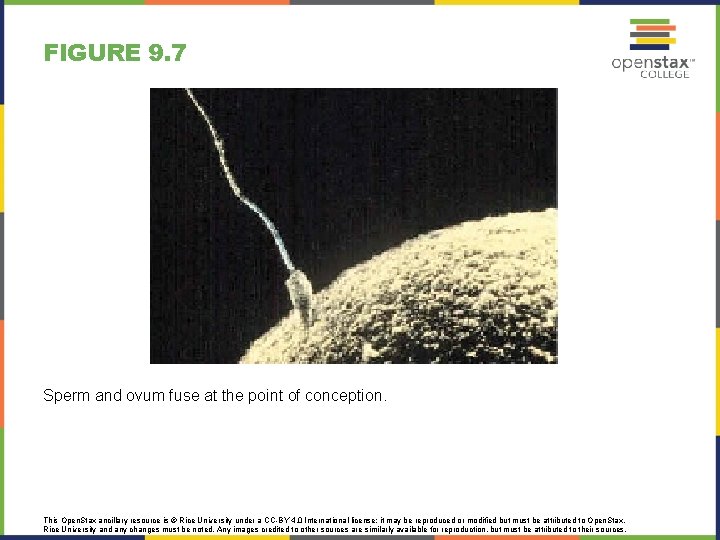FIGURE 9. 7 Sperm and ovum fuse at the point of conception. This Open. FIGURE 9. 7 Sperm and ovum fuse at the point of conception. This Open.