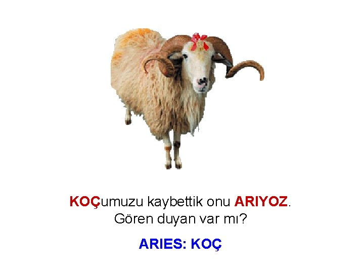 KOÇumuzu kaybettik onu ARIYOZ. Gören duyan var mı? ARIES: KOÇ 