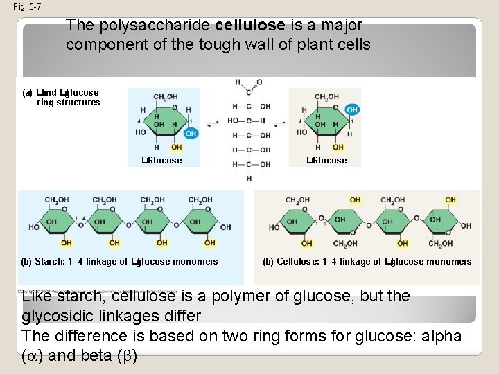 Fig. 5 -7 The polysaccharide cellulose is a major component of the tough wall