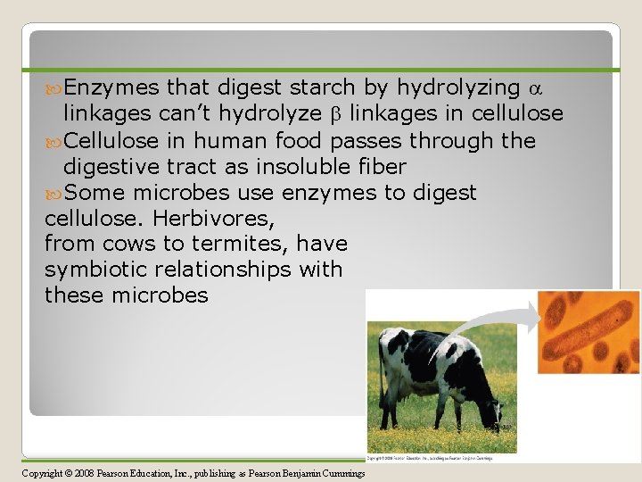  Enzymes that digest starch by hydrolyzing linkages can’t hydrolyze linkages in cellulose Cellulose