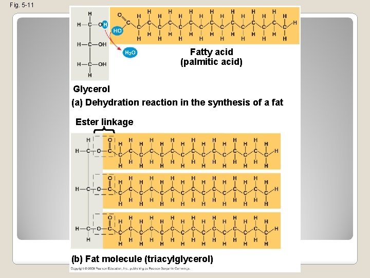 Fig. 5 -11 Fatty acid (palmitic acid) Glycerol (a) Dehydration reaction in the synthesis