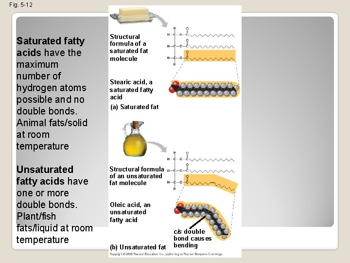 Fig. 5 -12 Saturated fatty acids have the maximum number of hydrogen atoms possible