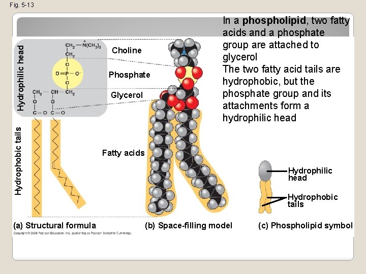 Hydrophobic tails Hydrophilic head Fig. 5 -13 (a) Structural formula Choline Phosphate Glycerol In