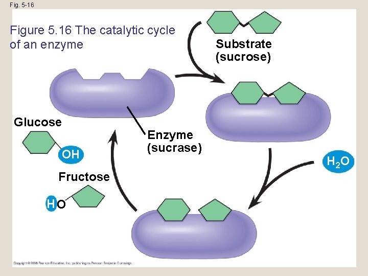 Fig. 5 -16 Figure 5. 16 The catalytic cycle of an enzyme Glucose OH