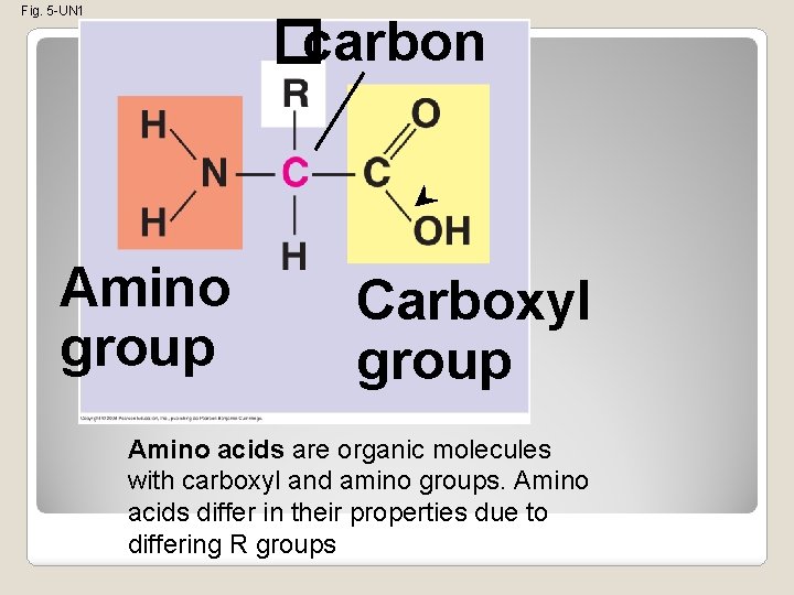 Fig. 5 -UN 1 �carbon Amino group Carboxyl group Amino acids are organic molecules