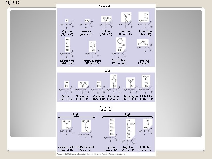 Fig. 5 -17 Nonpolar Glycine (Gly or G) Valine (Val or V) Alanine (Ala