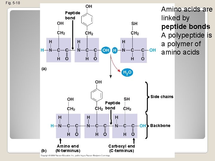 Fig. 5 -18 Amino acids are linked by peptide bonds A polypeptide is a