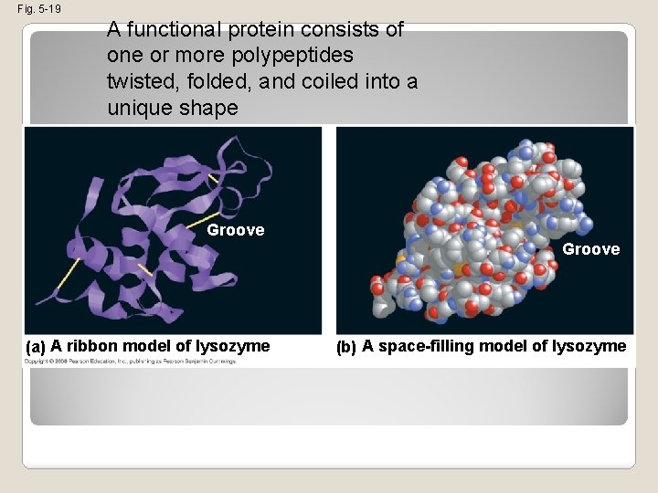 Fig. 5 -19 A functional protein consists of one or more polypeptides twisted, folded,