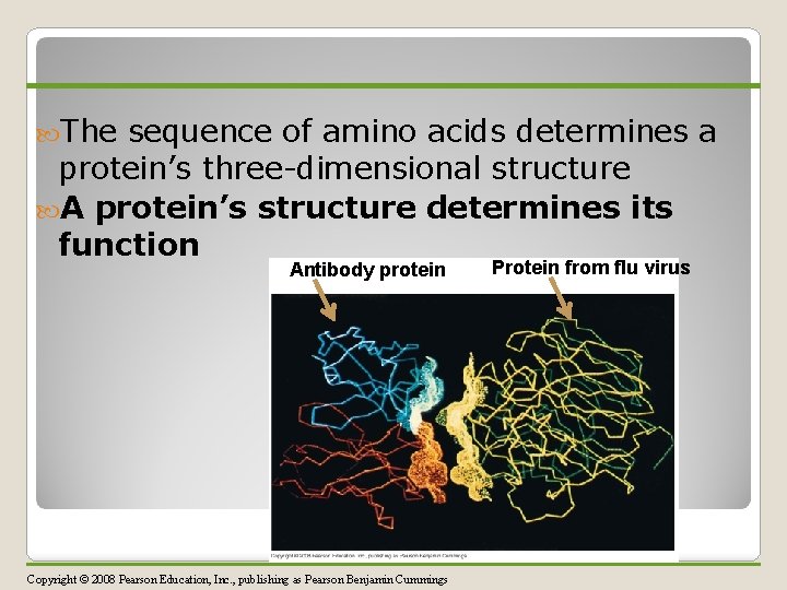  The sequence of amino acids determines a protein’s three-dimensional structure A protein’s structure