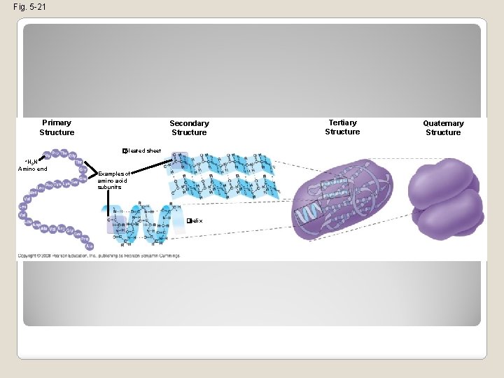 Fig. 5 -21 Primary Structure Secondary Structure �pleated sheet +H N 3 Amino end