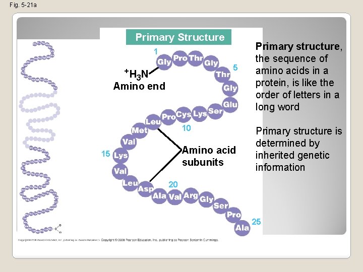Fig. 5 -21 a Primary Structure 1 +H 5 3 N Amino end 10