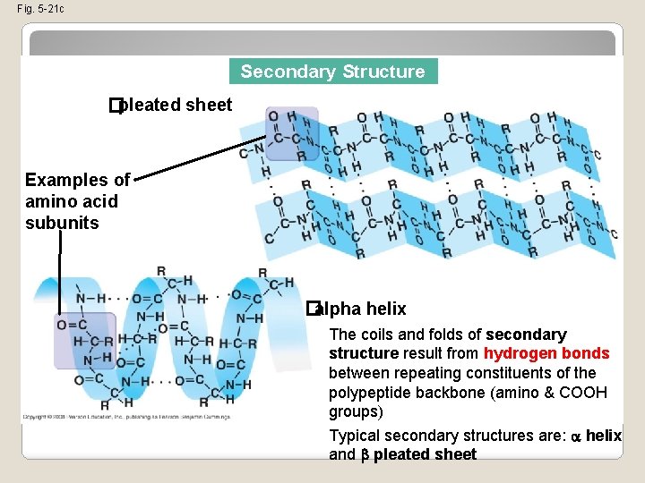 Fig. 5 -21 c Secondary Structure �pleated sheet Examples of amino acid subunits �alpha