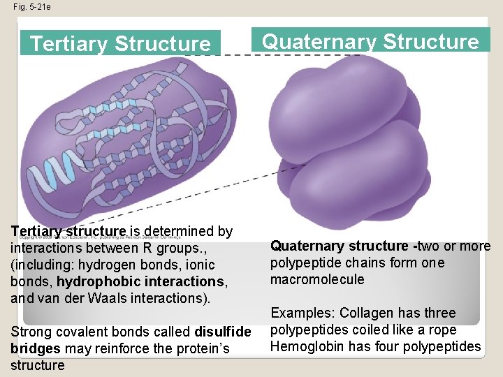 Fig. 5 -21 e Tertiary Structure Tertiary structure is determined by interactions between R