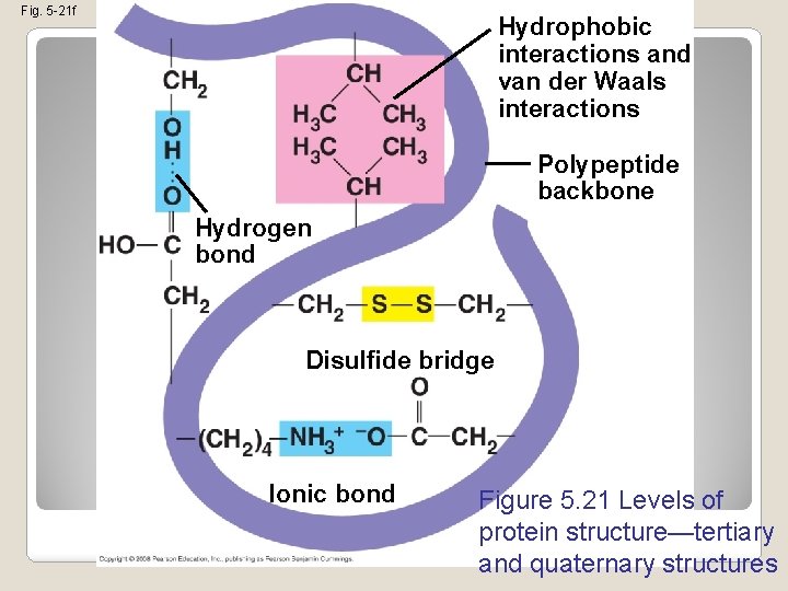 Fig. 5 -21 f Hydrophobic interactions and van der Waals interactions Polypeptide backbone Hydrogen