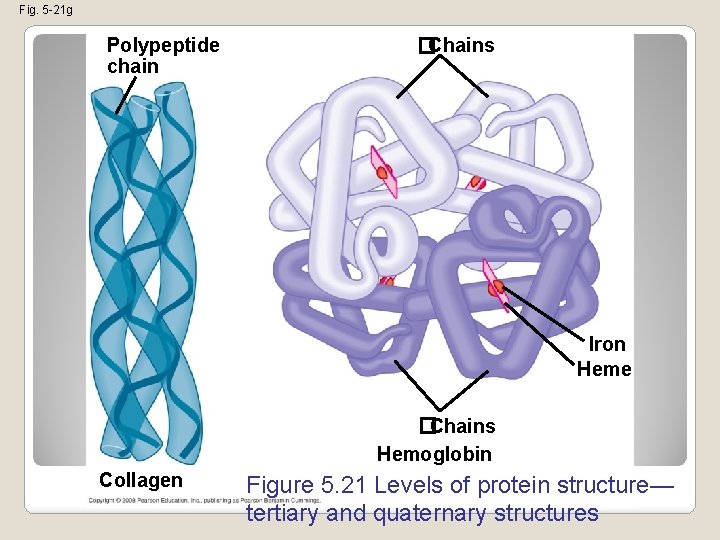 Fig. 5 -21 g Polypeptide chain �Chains Iron Heme �Chains Hemoglobin Collagen Figure 5.