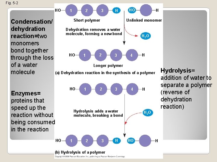 Fig. 5 -2 HO 1 2 3 H HO H Short polymer Unlinked monomer