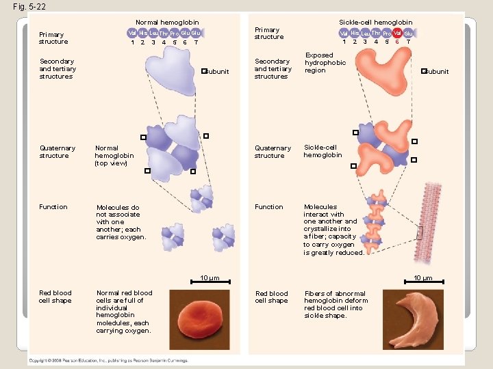 Fig. 5 -22 Normal hemoglobin Primary structure 1 2 3 4 5 6 7