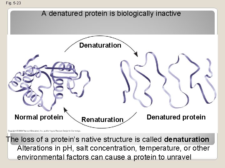 Fig. 5 -23 A denatured protein is biologically inactive Denaturation Normal protein Renaturation Denatured