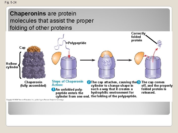 Fig. 5 -24 Chaperonins are protein molecules that assist the proper folding of other