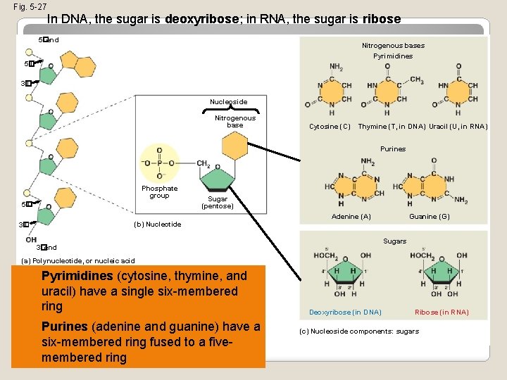 Fig. 5 -27 In DNA, the sugar is deoxyribose; in RNA, the sugar is