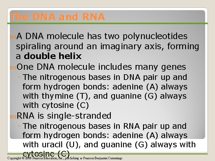The DNA and RNA A DNA molecule has two polynucleotides spiraling around an imaginary