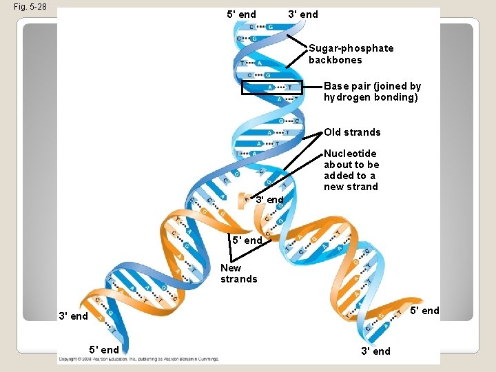 Fig. 5 -28 5' end 3' end Sugar-phosphate backbones Base pair (joined by hydrogen
