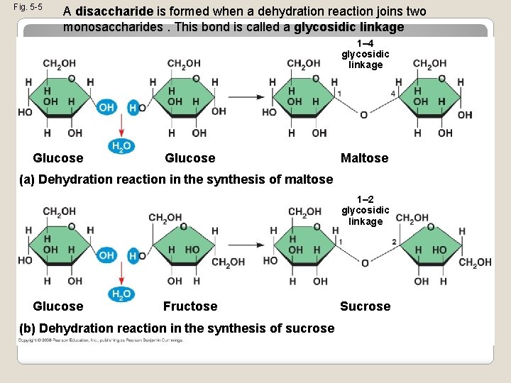 Fig. 5 -5 A disaccharide is formed when a dehydration reaction joins two monosaccharides.