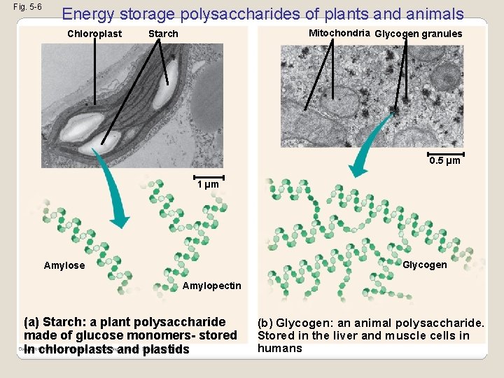 Fig. 5 -6 Energy storage polysaccharides of plants and animals Chloroplast Mitochondria Glycogen granules