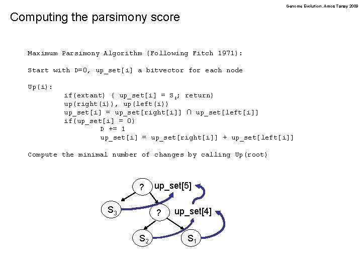 Genome Evolution. Amos Tanay 2009 Computing the parsimony score Maximum Parsimony Algorithm (Following Fitch