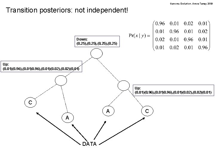 Genome Evolution. Amos Tanay 2009 Transition posteriors: not independent! Down: (0. 25), (0. 25)