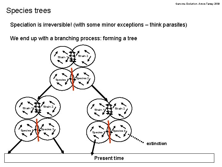 Genome Evolution. Amos Tanay 2009 Species trees Speciation is irreversible! (with some minor exceptions