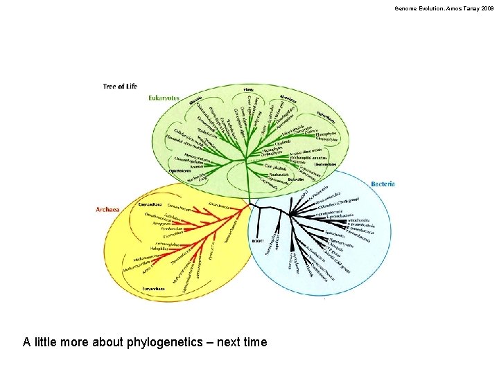 Genome Evolution. Amos Tanay 2009 A little more about phylogenetics – next time 