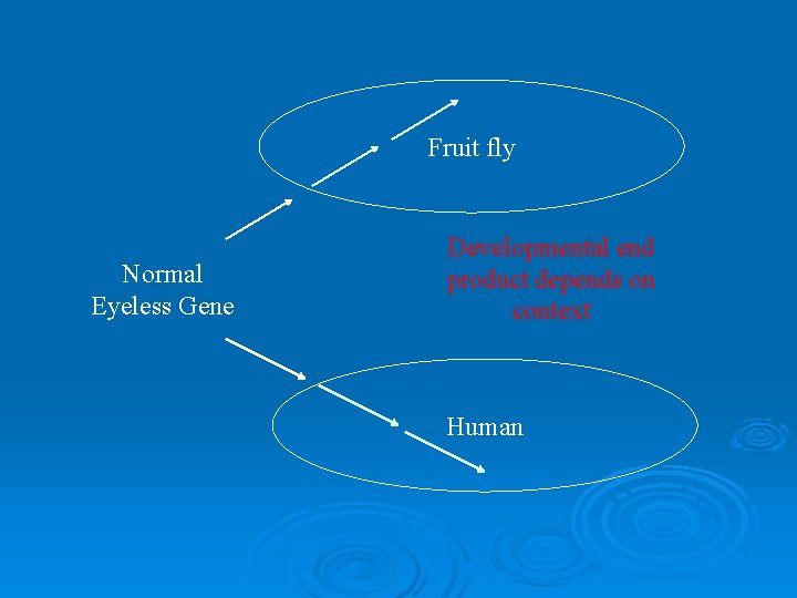 Fruit fly Normal Eyeless Gene Developmental end product depends on context Human 