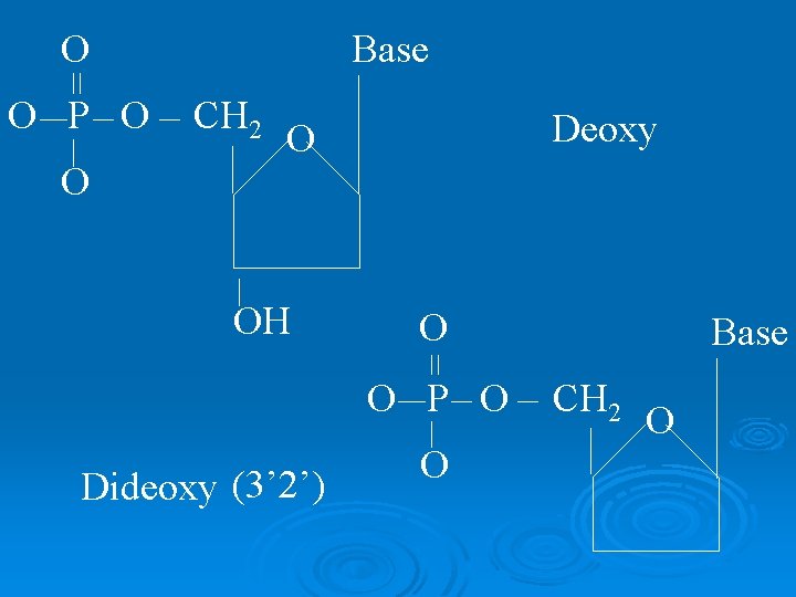 O O P O O Base CH 2 Deoxy O OH O O P