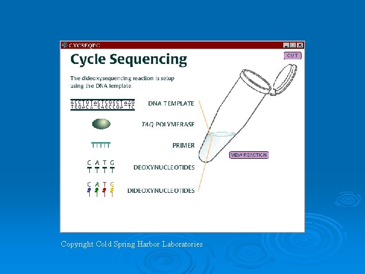 Copyright Cold Spring Harbor Laboratories 