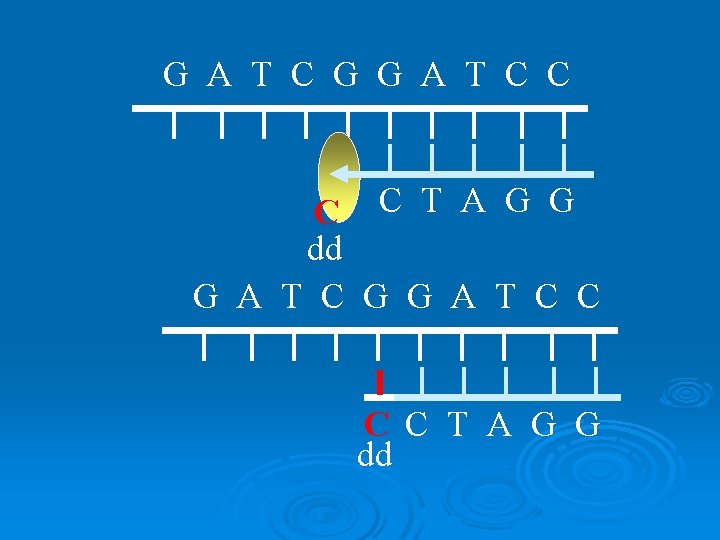 G A T C G G A T C C C C T A