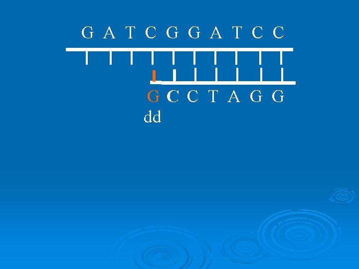 G A T C G G A T C C GC C T A