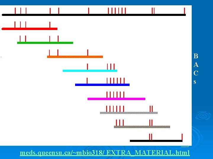 B A C s meds. queensu. ca/~mbio 318/ EXTRA_MATERIAL. html 