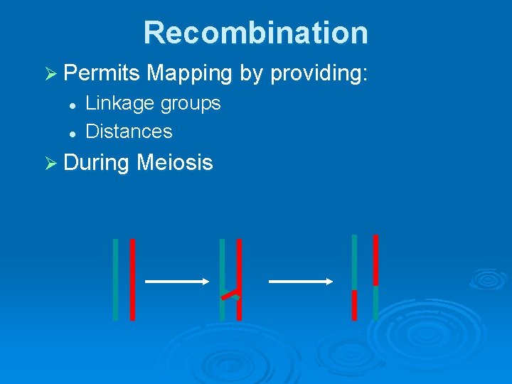 Recombination Ø Permits Mapping by providing: l l Linkage groups Distances Ø During Meiosis
