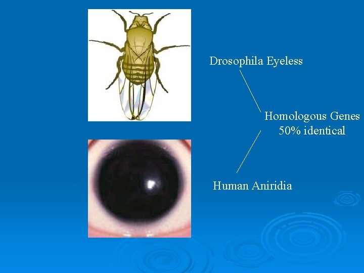 Drosophila Eyeless Homologous Genes 50% identical Human Aniridia 