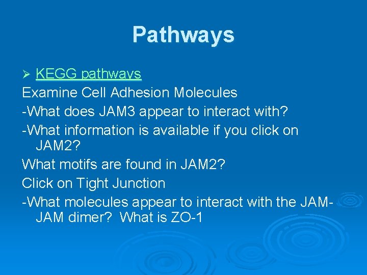 Pathways KEGG pathways Examine Cell Adhesion Molecules -What does JAM 3 appear to interact