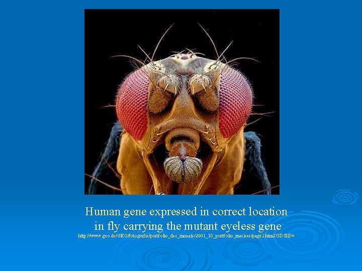 Human gene expressed in correct location in fly carrying the mutant eyeless gene http: