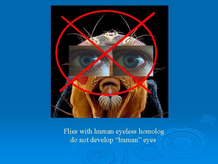 Flies with human eyeless homolog do not develop “human” eyes 