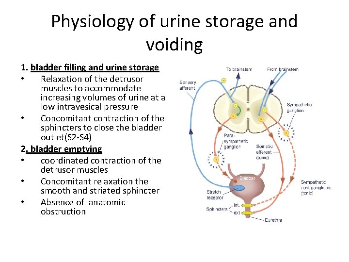 Physiology of urine storage and voiding 1. bladder filling and urine storage • Relaxation