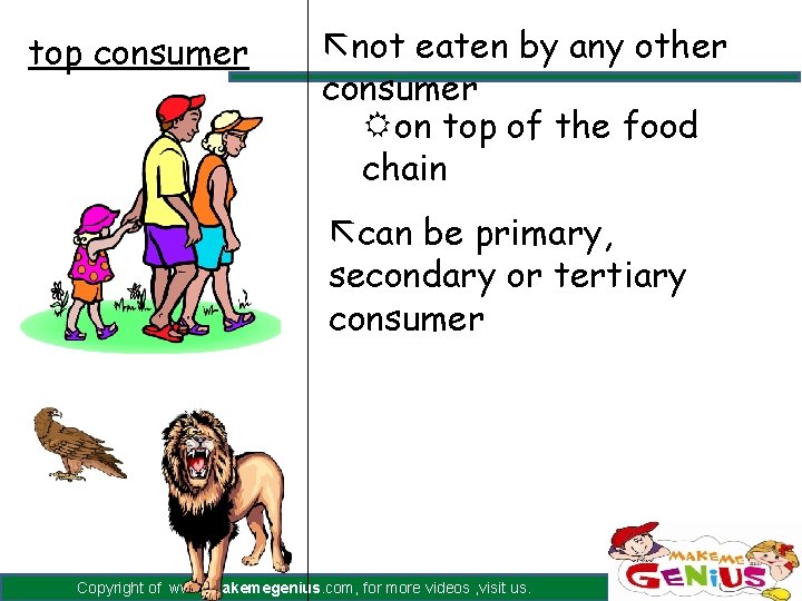 top consumer ãnot eaten by any other consumer Ron top of the food chain top consumer ãnot eaten by any other consumer Ron top of the food chain