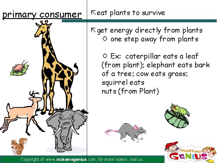 primary consumer ãeat plants to survive ãget energy directly from plants R one step