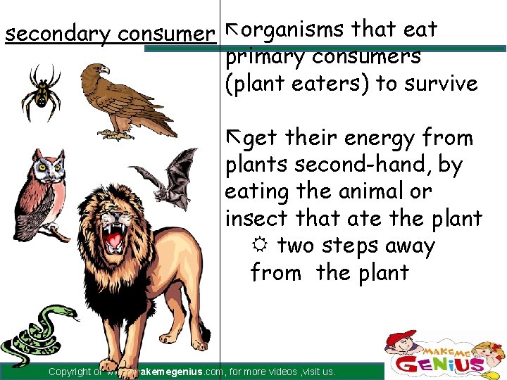 secondary consumer ãorganisms that eat primary consumers (plant eaters) to survive ãget their energy